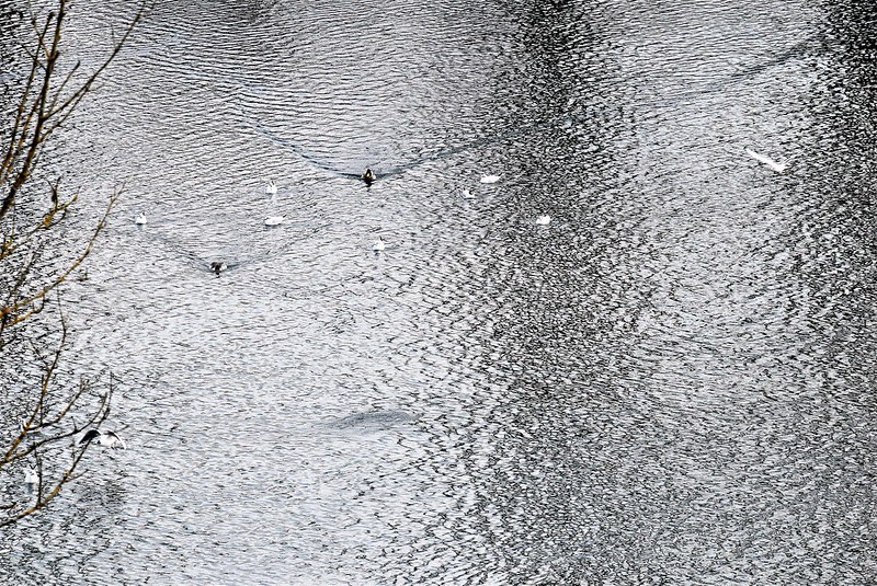 Swans and Ducks River Aar 19.02 (21)