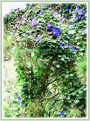 Showy Ipomoea indica (Morning Glory, Blue Morning Glory, Oceanblue Morning Glory, Blue Dawn Flower) twining over a tree to display its beautiful flowers, 26 Oct 2013