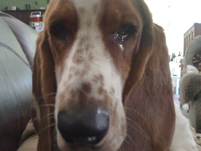 Do dogs cry tears from being in pain
