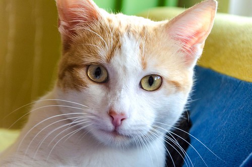 Víctor, gatito blanco y naranja muy dulce esterilizado, nacido en Agosto´16, en adopción. Valencia. ADOPTADO. 32258926303_63d95c54dc