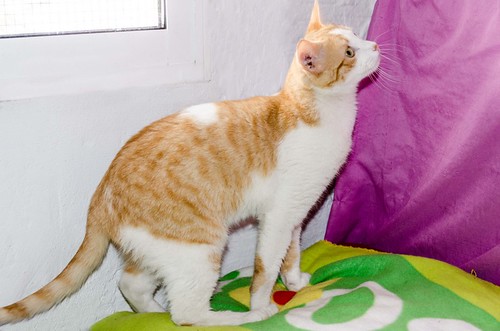 Víctor, gatito blanco y naranja muy dulce esterilizado, nacido en Agosto´16, en adopción. Valencia. ADOPTADO. 33074465345_5c87ecc739