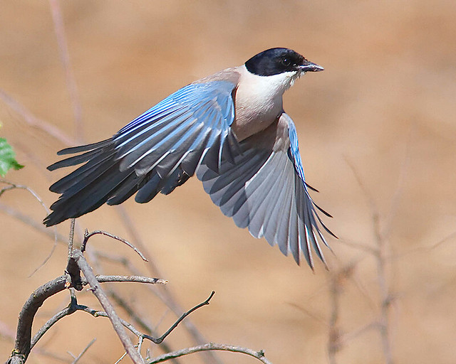 Azure-winged Magpie #