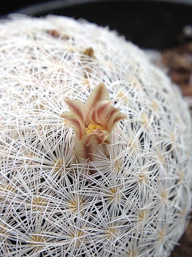 Mammillaria denudata