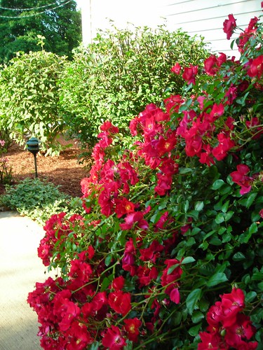 Red Rose Bush | This Rose bush is Gigantic, overgrown probab… | Flickr