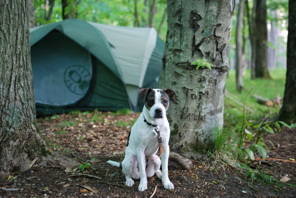 camping dog