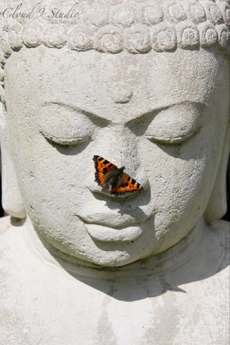 butterfly buddha