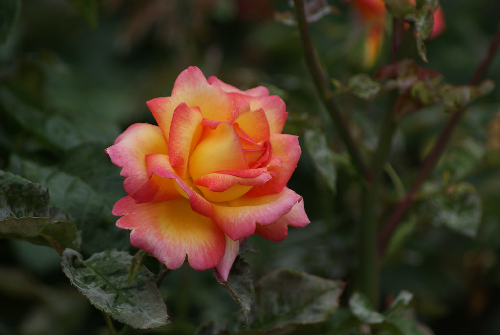 Summer Rose | Summer Rose in st. James parck, London UK | benkamel | Flickr
