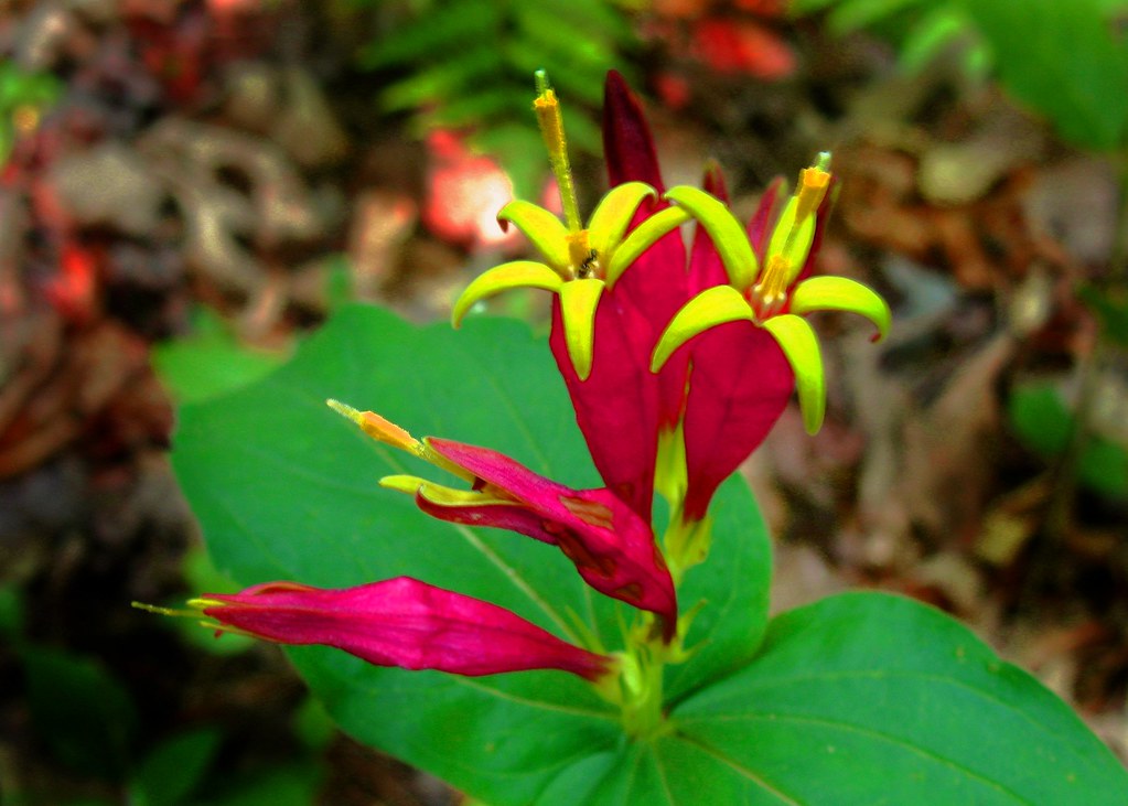 loganiaceae-spigelia-marilandica-indian-pink-flowers-flickr