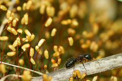 Carpenter Ant (Camponotus sp.)