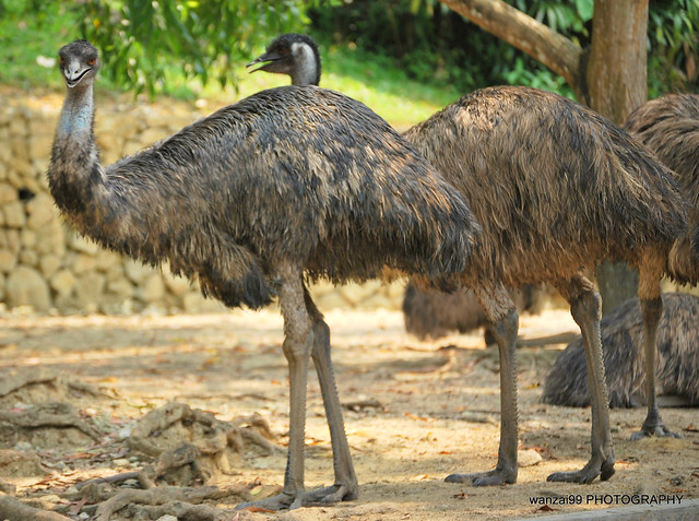 Ostrich Kasawari Burung Unta  Byk tul nama burung nie 