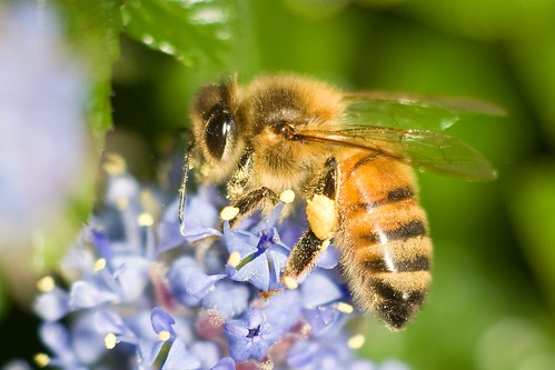 Honey Bee drinking nectar | Honey bee drinking nectar | Flickr