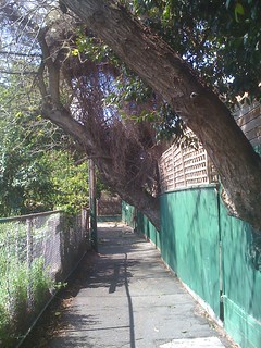 A long high fence that has been built around a big tree branch.