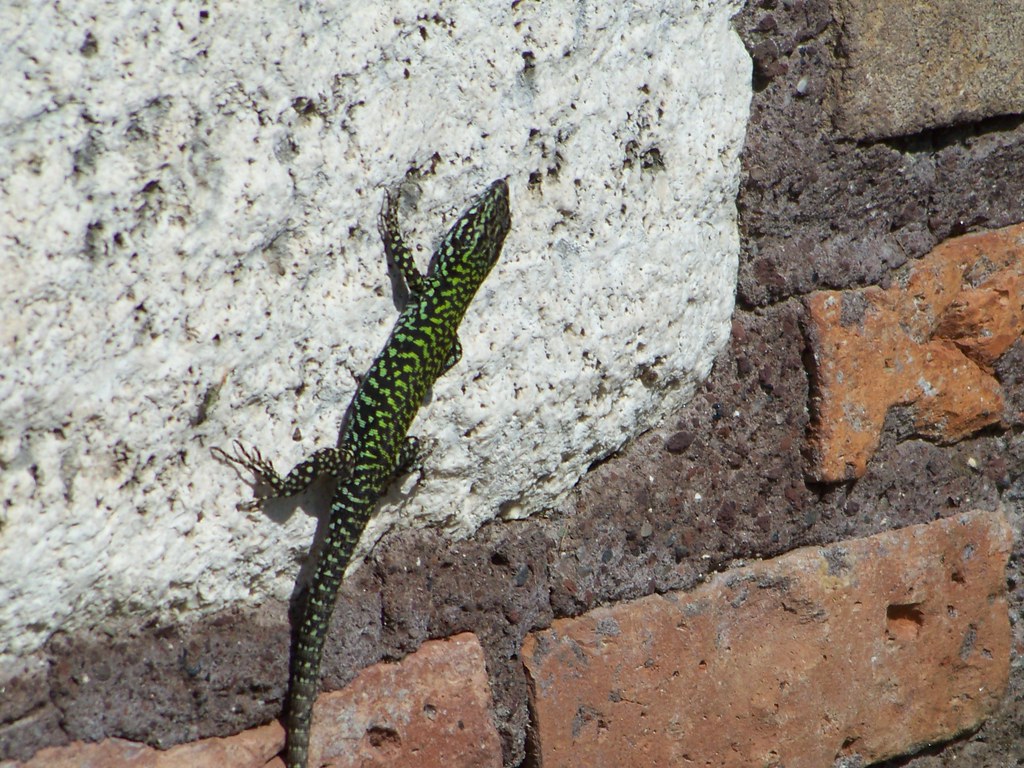Green Spotted Lizard These lizards were all over the place… Flickr