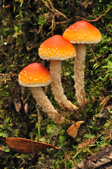 Temperate Rainforest Fungi - Russell Falls | I took the