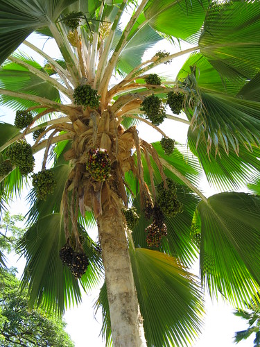 Palm tree Fruit | Brave Heart | Flickr