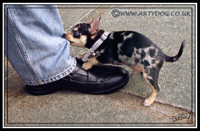 Ankle Biter III Ankle Biter Merle Chihuahua V. 3