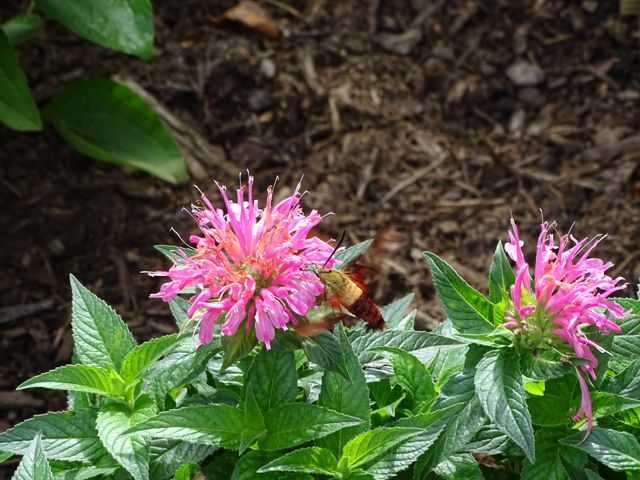 NC Arboretum Flower Trails ~ From My Carolina Home