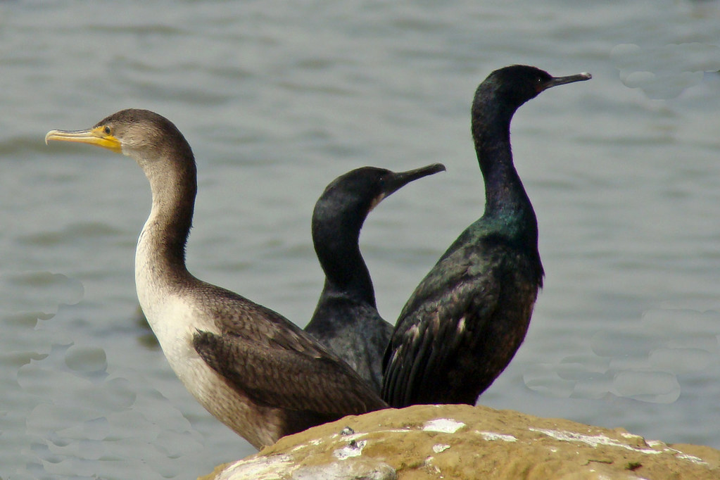 double-crested-brandt-and-pelagic-cormorants-one-rock-with-flickr