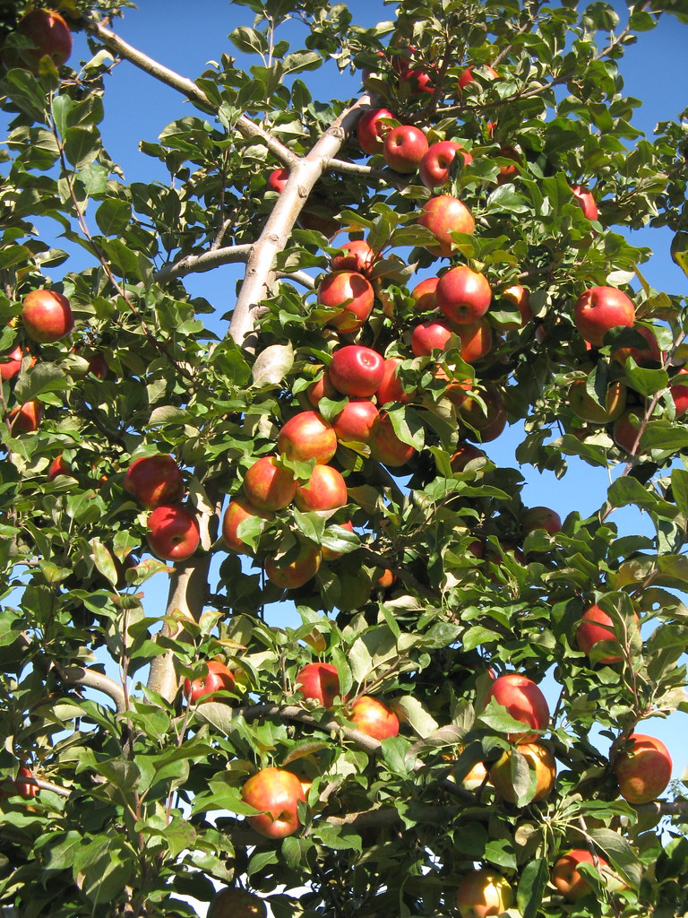 Honeycrisp Apple Tree | Amy Boemig | Flickr