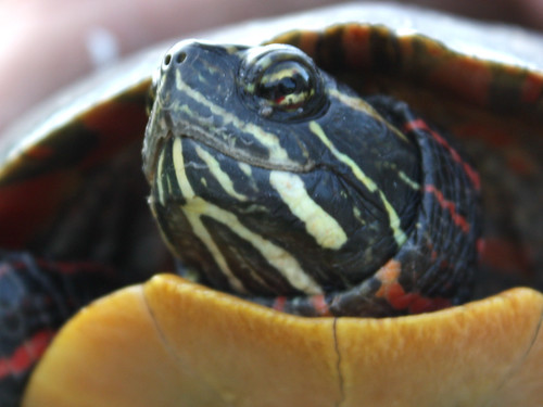Eastern Painted Turtle (Chrysemys picta)