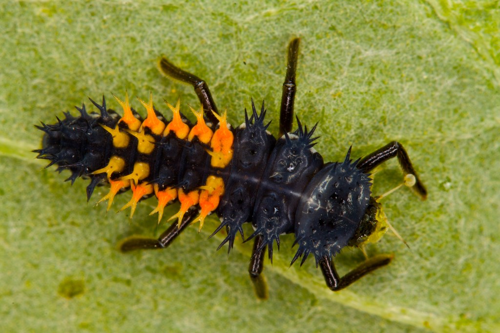 Larvae of a ladybug | Larvae of a ladybug | Rainer Hungershausen | Flickr