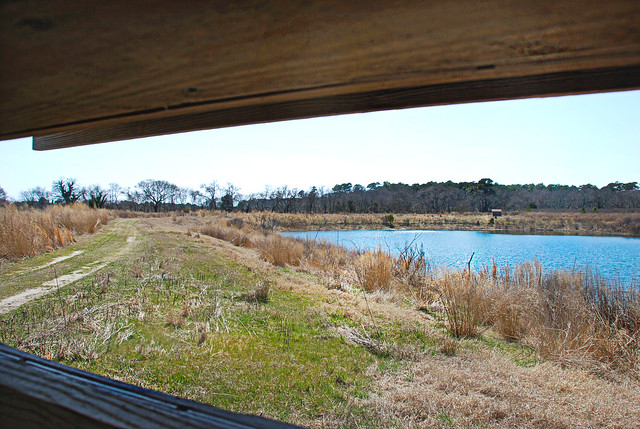 Photography and wildlife viewing blind from Taylor's Pond at Kiptopeke State Park, Virginia