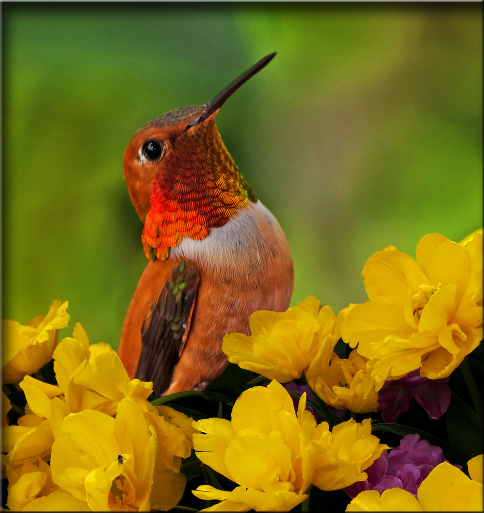 Rufous Hummingbird in Flowers | The hummingbirds arrived enm… | Flickr