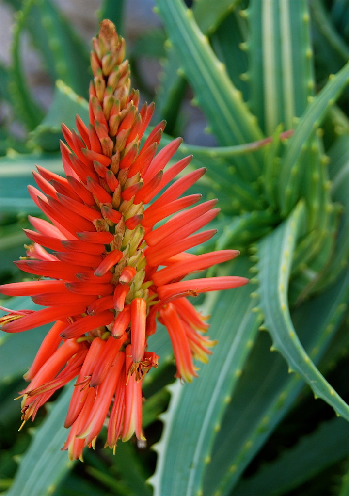 Aloe Arborescens Flower Stalk | DSC_1279 Photo By Michael Bu… | Flickr