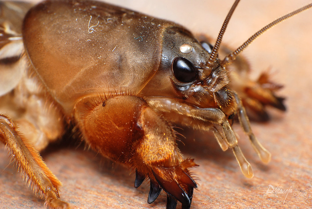 Mole Cricket - Scapteriscus borellii | The mole crickets com… | Flickr