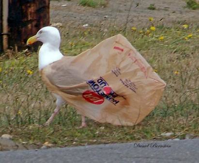 Animals Stuck In Plastic Bags Seagull stuck in plastic bag