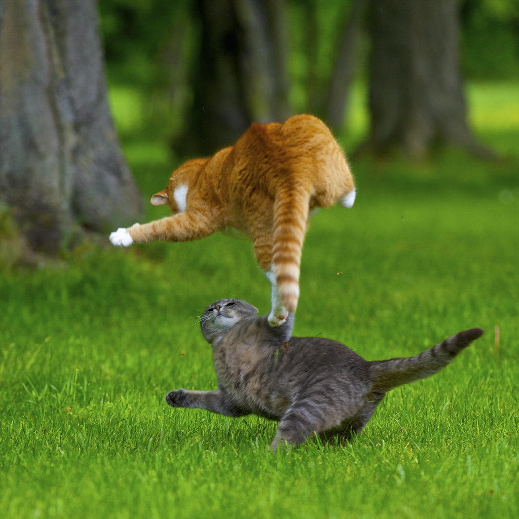 котик на лужайке скачать
