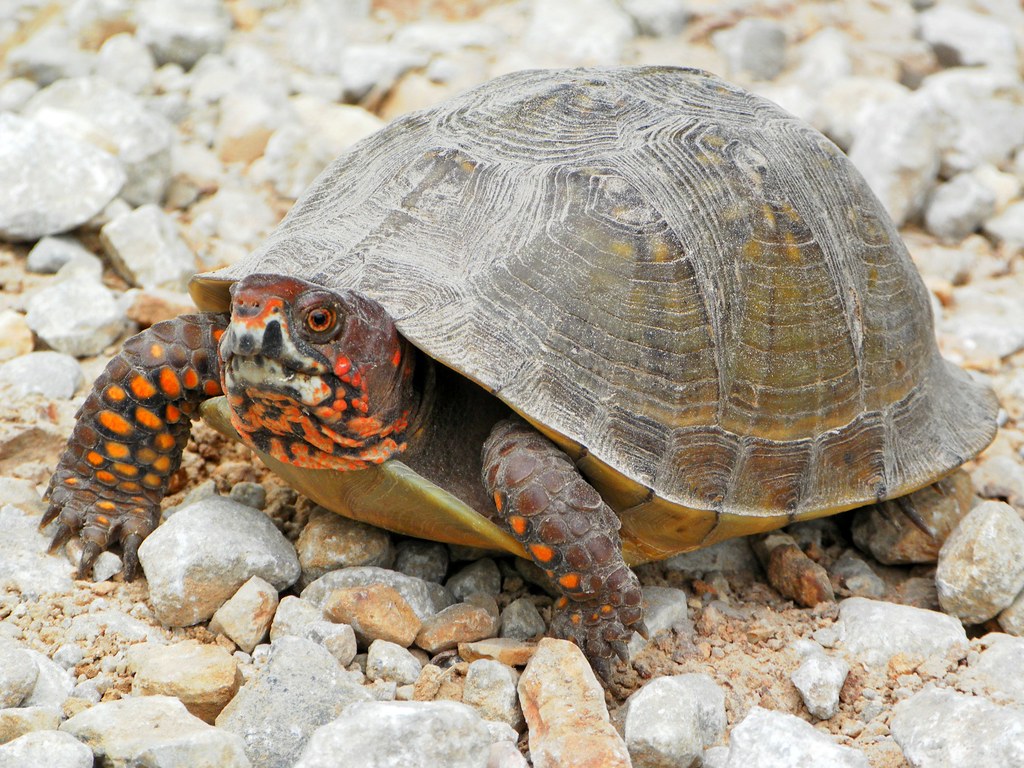 Orange Spotted Turtle - Ponca, Arkansas | An orange spotted … | Flickr