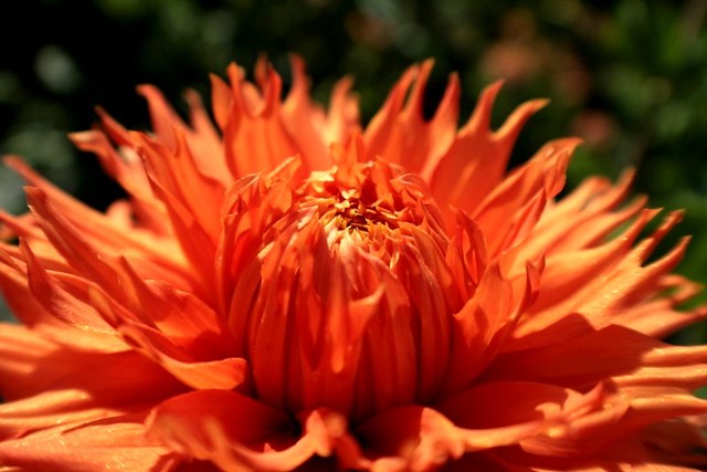 Orange Dahlia At Pt Defiance Rose Garden Charlotte Flickr