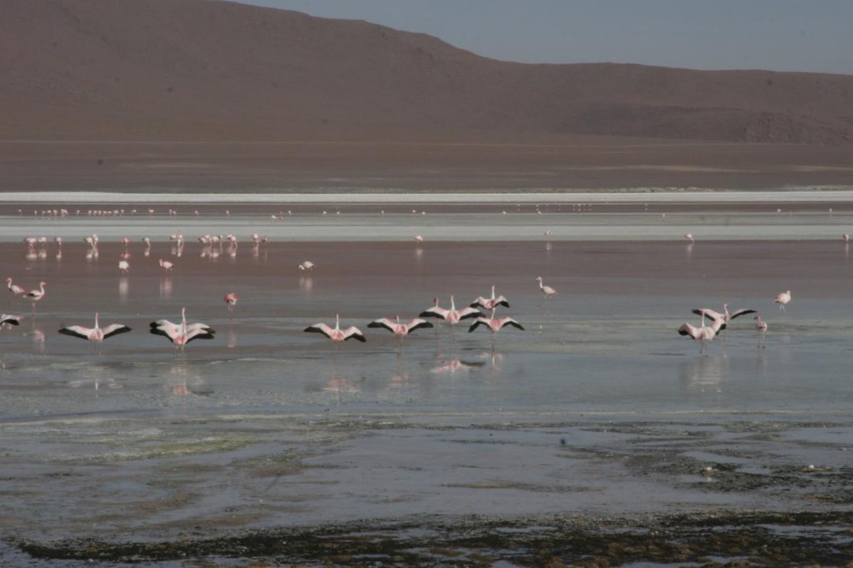 flamingos taking flight