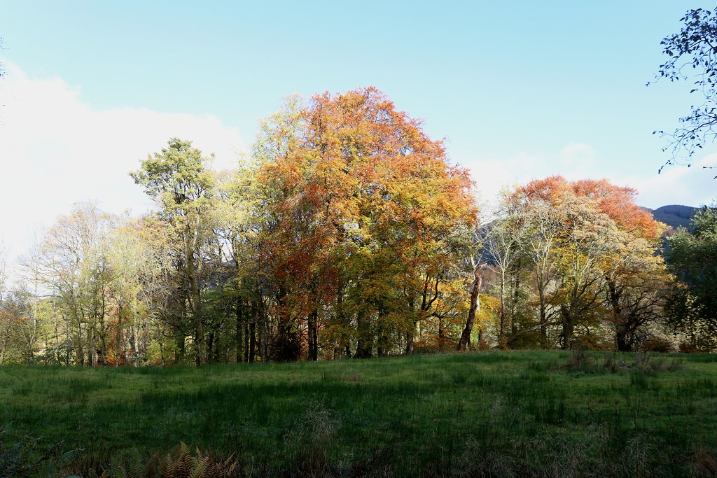 Autumn trees, Loch Lubnaig