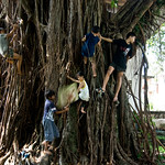 Children playing in a tree in Royal Palace