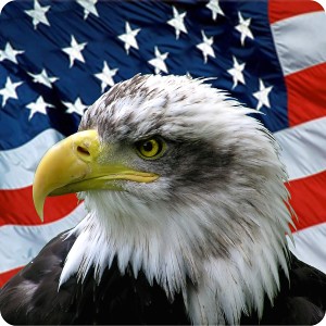 Bald-Eagle-American-Flag-tshirt | Bald Eagles are so beautif… | Flickr