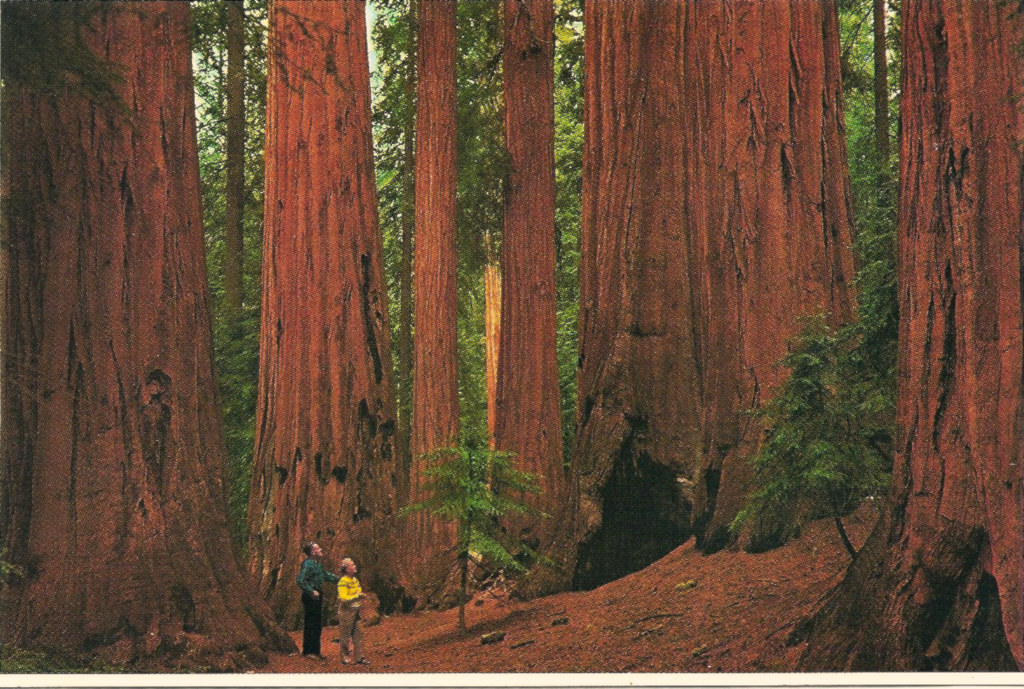 Image result for sequoia national park