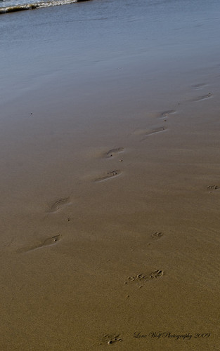 Human and dog footprints in the sand | Rob Gillies | Flickr