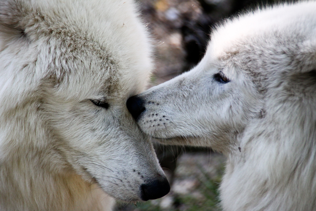 kissing wolves | Wildpark bei Frankfurt, Küssende Wölfe, ein… | Flickr