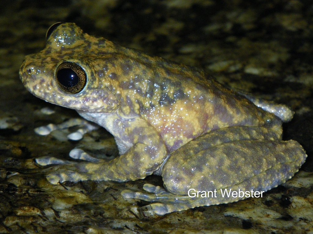 Nannotinea Simplex Ranoidea (Litoria) nannotis (Waterfall Frog) | The Waterfall… | Flickr