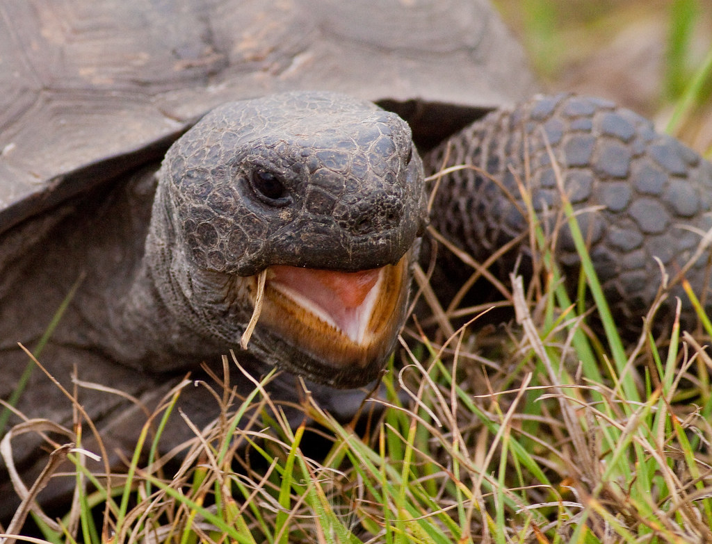 tortoise teeth | Phillip Simmons | Flickr