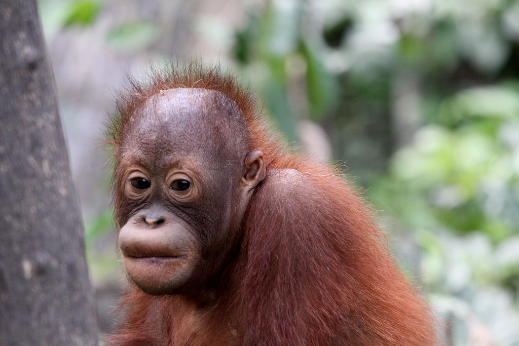  Baby  orangutan  Baby  orangutan  in the Sepalok nature 