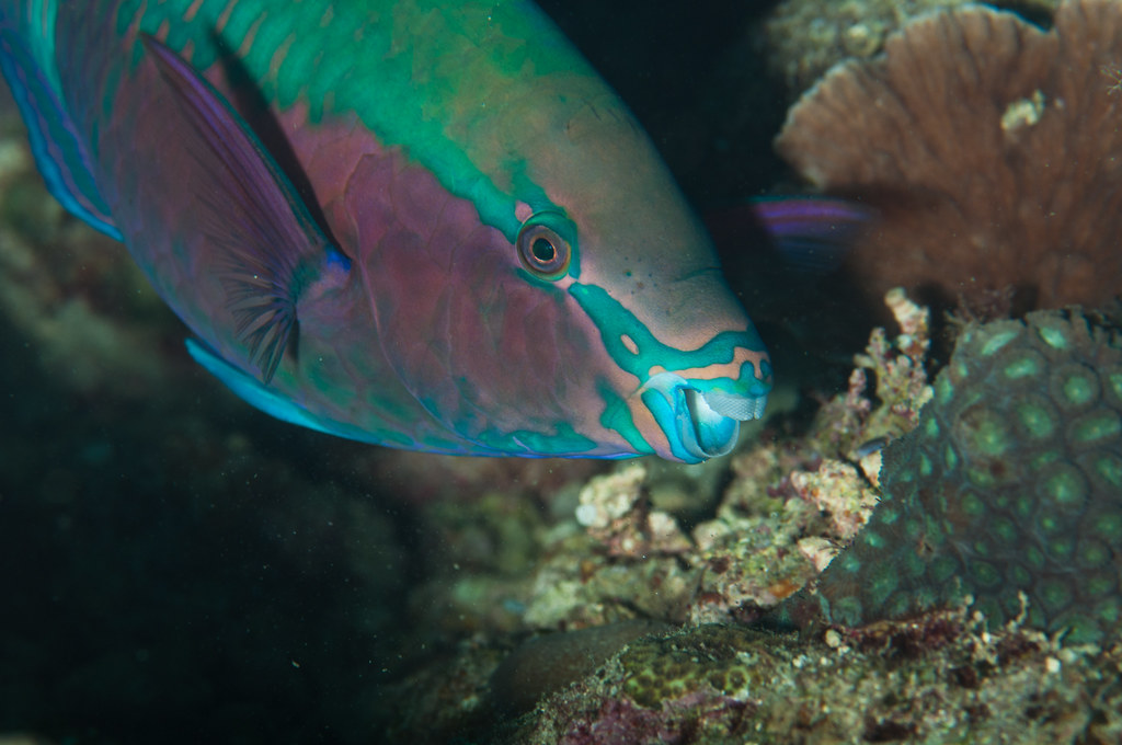 Greenfinned parrotfish ( Scarus sordidus) | Greenfinned parr… | Flickr