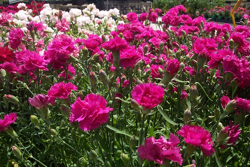 Field of Carnations | The wonderful blend of the mini carnat… | Flickr