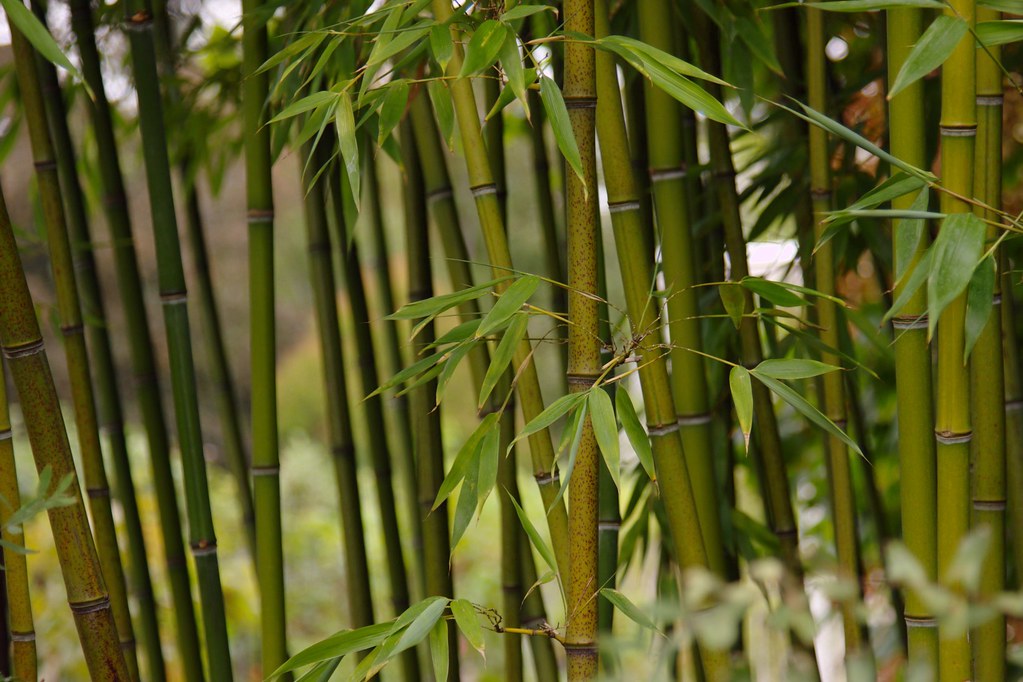 VÃ½sledek obrÃ¡zku pro bamboo field