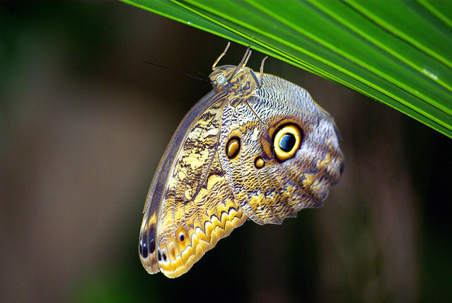 Butterfly Beauty... Oh Yeah