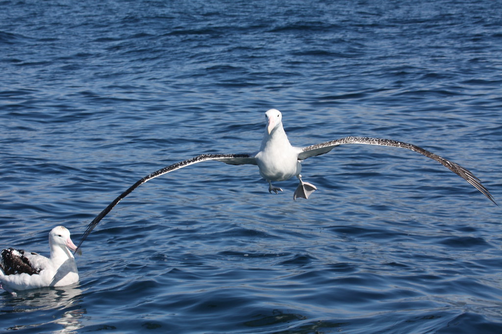 Wandering albatross | The largest wing span of any bird, acc… | Flickr