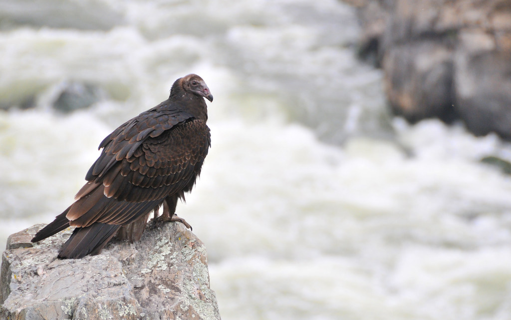 Immature Turkey Vulture | Their Face Turns Red When They Are… | Flickr