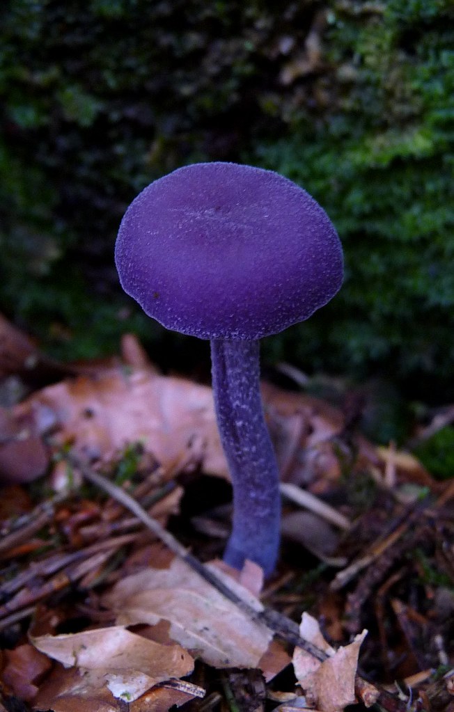 Laccaria amethystina - Violetter Lacktrichterling | Laccaria… | Flickr